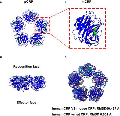 C-reactive protein: structure, function, regulation, and role in clinical diseases